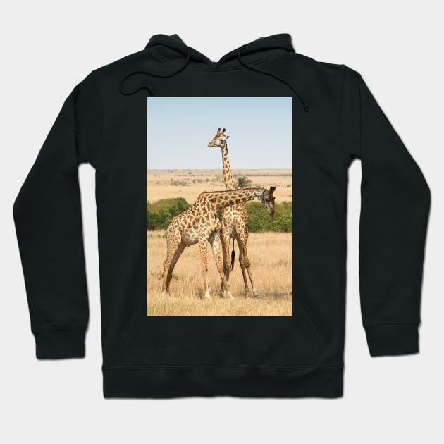 Maasai Giraffes. Males Necking. #3. Maasai Mara, Kenya Hoodie by Carole-Anne